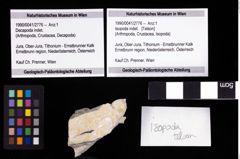 Foto (Objekt + Etiketten) von Isopoda indet. 
